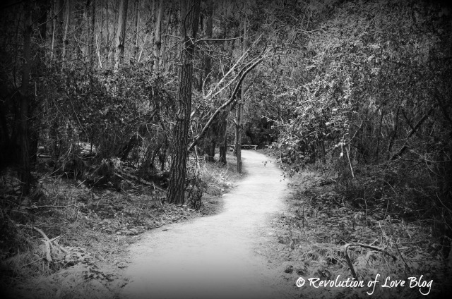 Ā© Revolution of Love Blog - conversion_forest2_ed