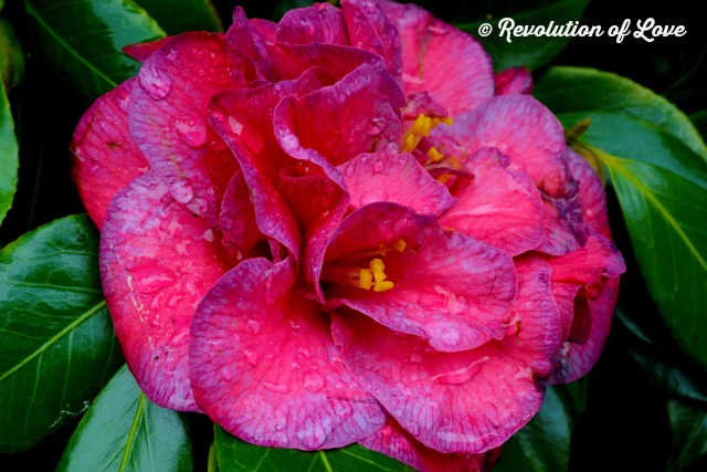 Revolution of Love Blog - restore_1c
