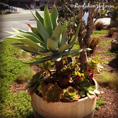 Revolution of Love Blog - dil_plant_1f