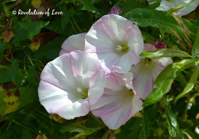 Revolution of Love Blog - phfr_a3_88
