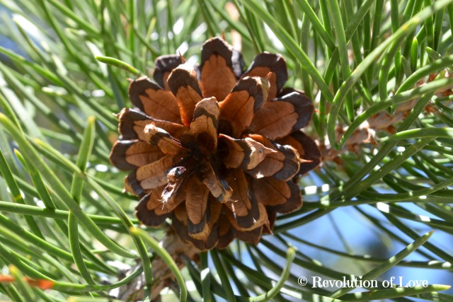Revolution of Love Blog - cwa_tah_14_e